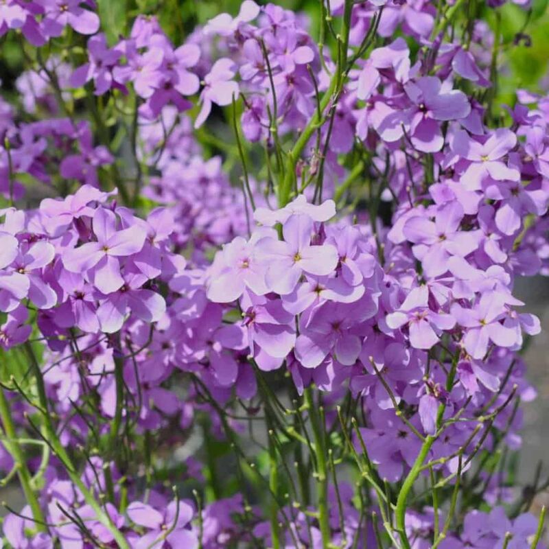 Hesperis matronalis ---